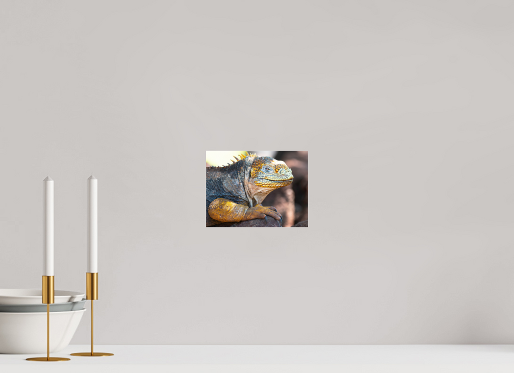 20 x 15 cm, Photo Print Under Acrylic Glass Galapagos Land Iguana (no frame)
