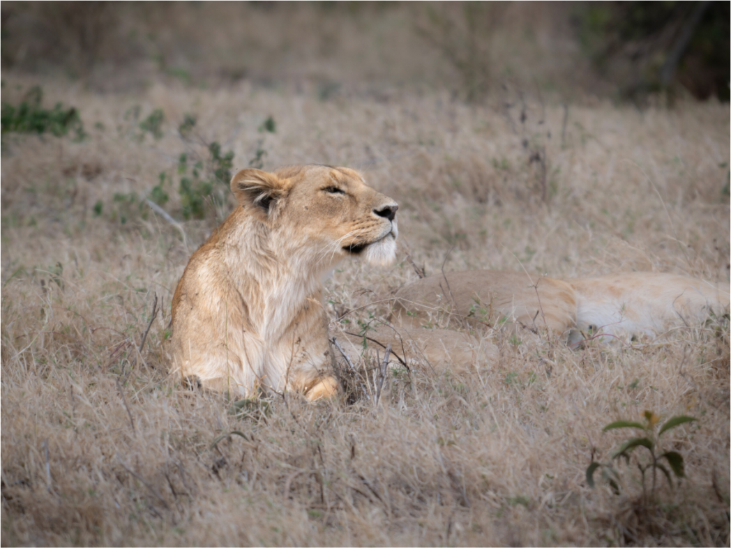 Main image An attentive lioness (No frame)