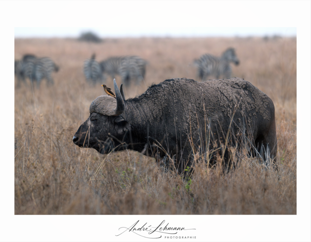 Main image African Buffalo