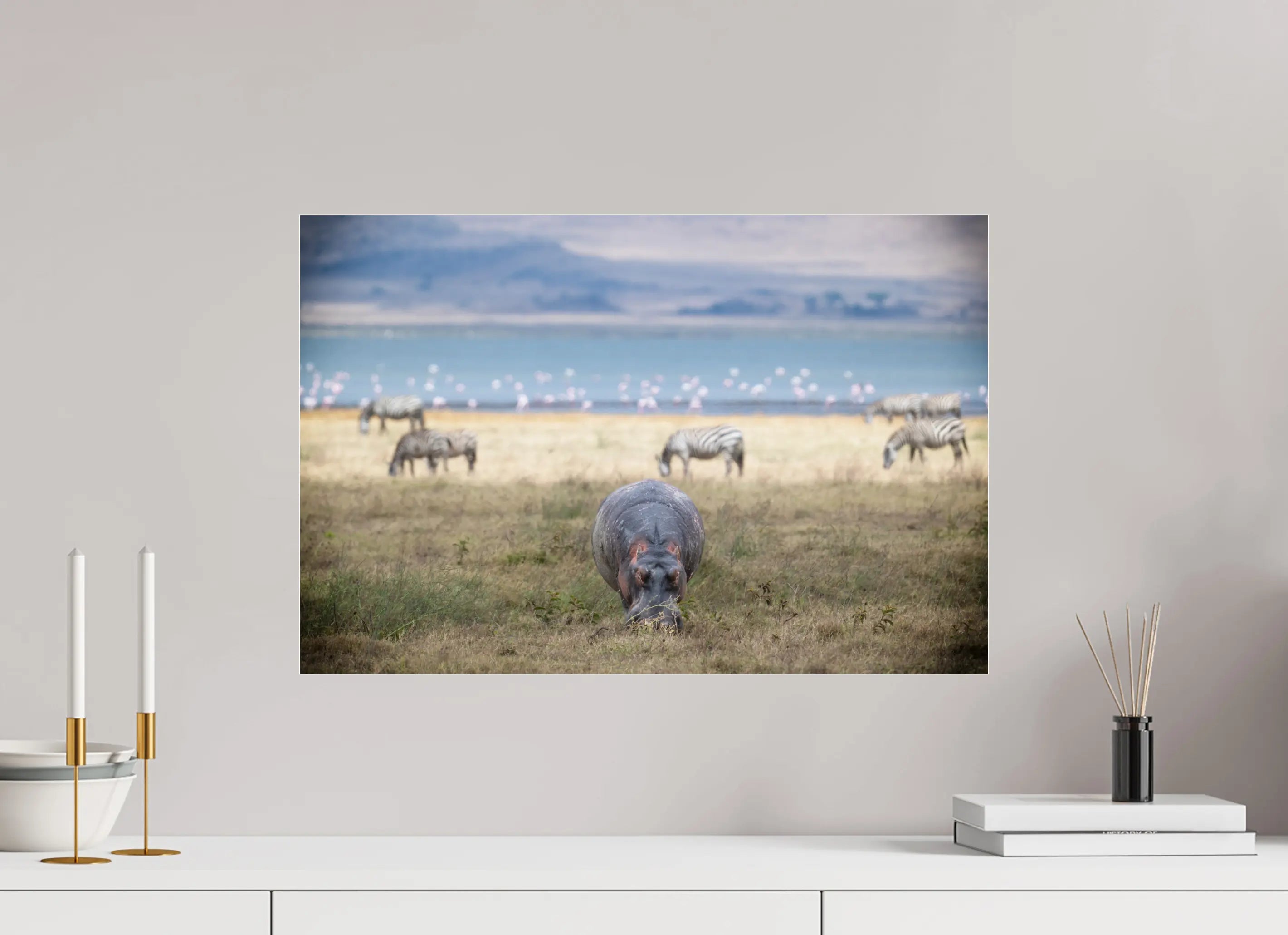 60 x 40 cm, Photo Print Under Acrylic Glass Hippo grazing