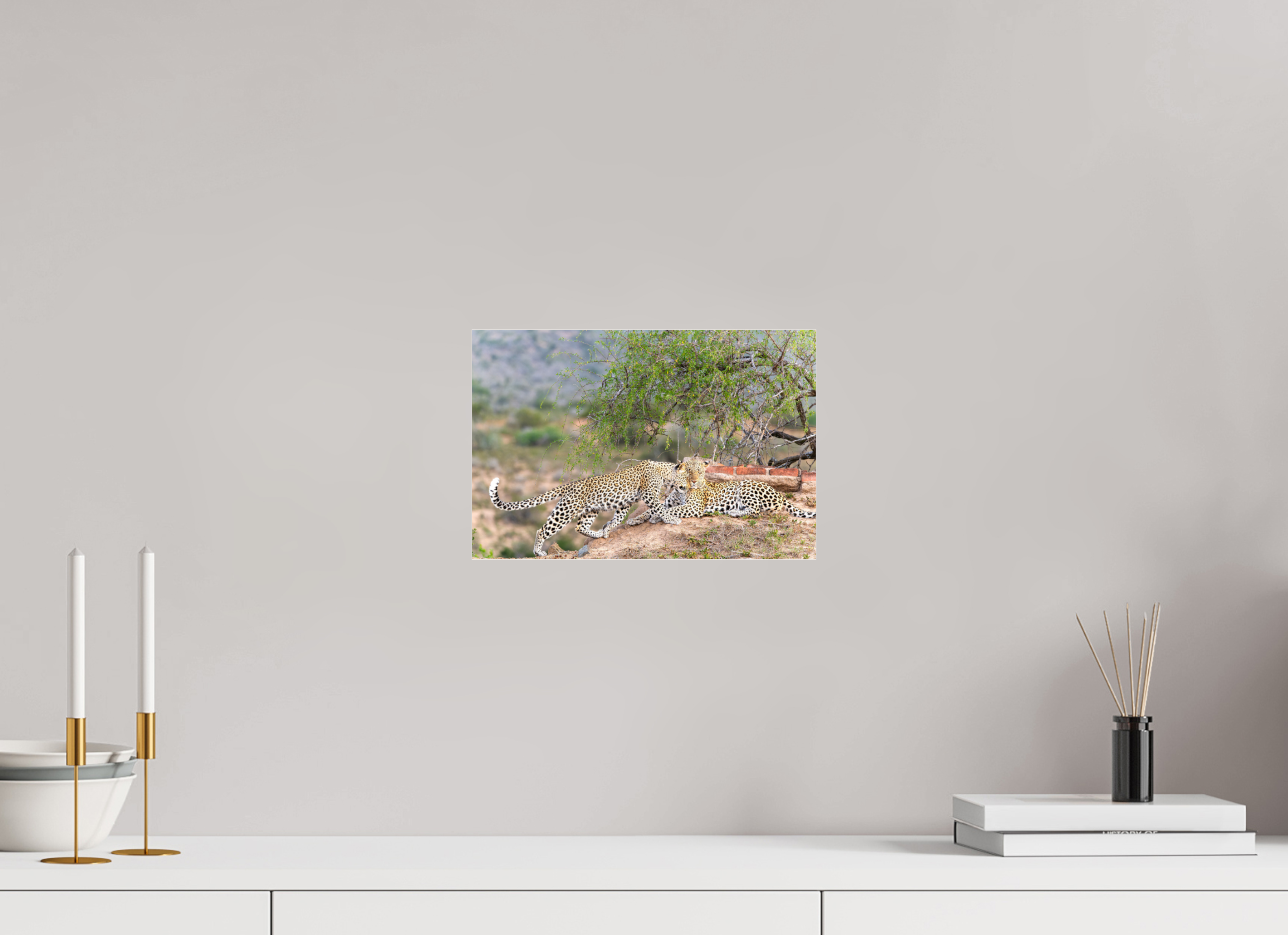 30 x 20 cm, Photo Print Under Acrylic Glass Two Leopards