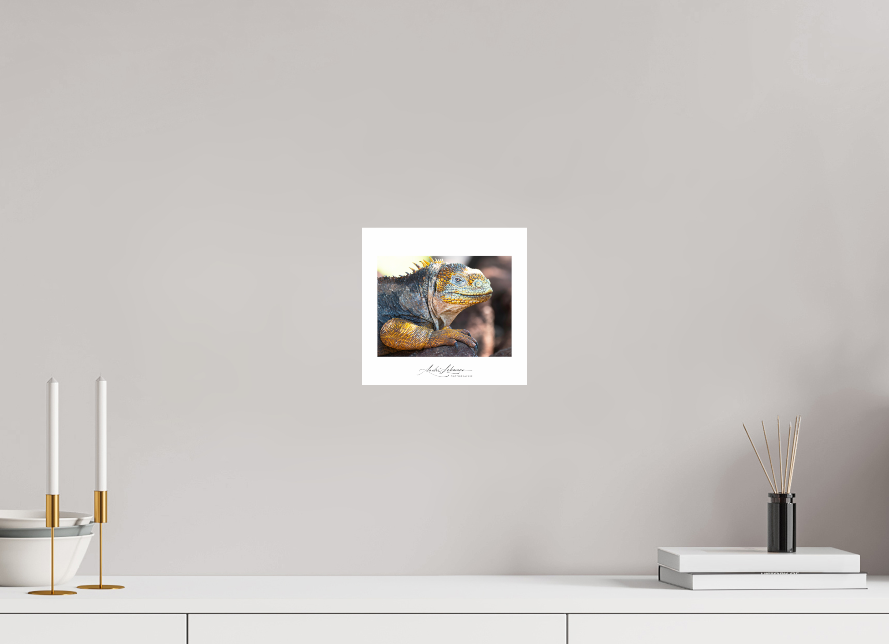 20.9 x 20 cm, Photo Print Under Acrylic Glass Galapagos Land Iguana