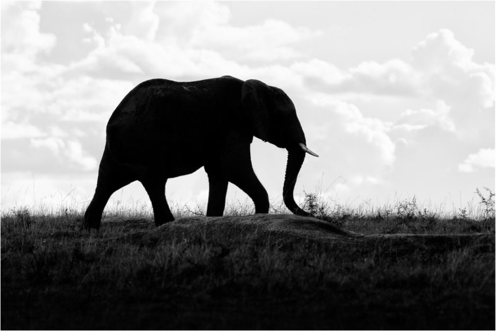 Main image Elephant strolling