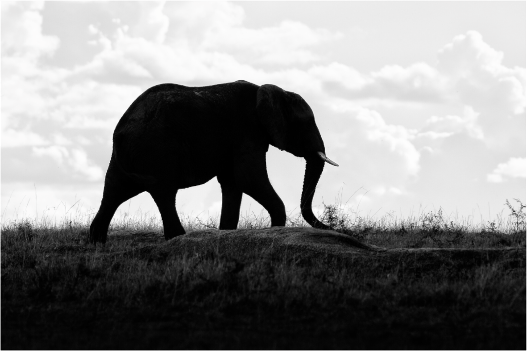 Main image Elephant strolling