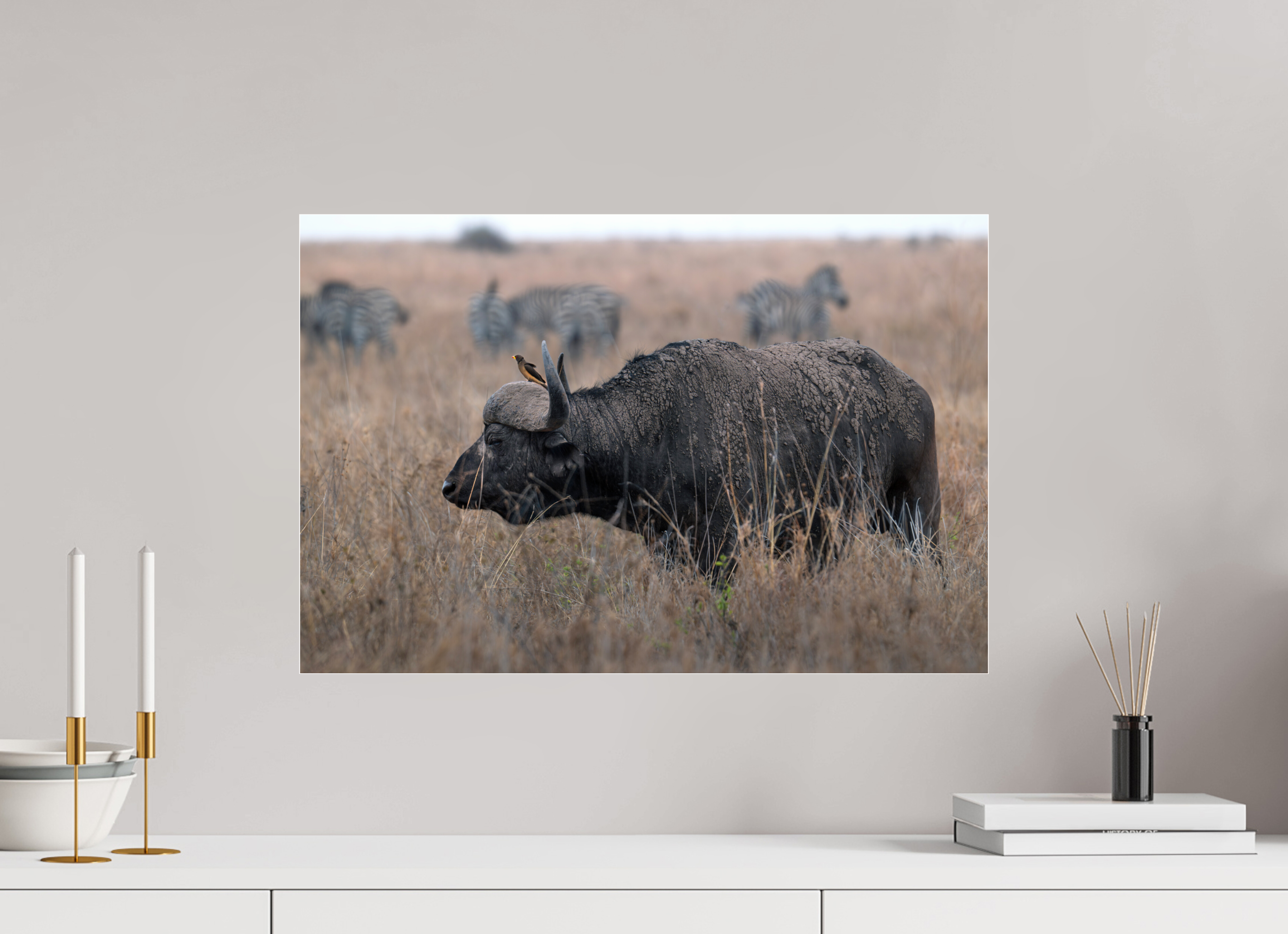 60 x 40 cm, Photo Print Under Acrylic Glass African Buffalo