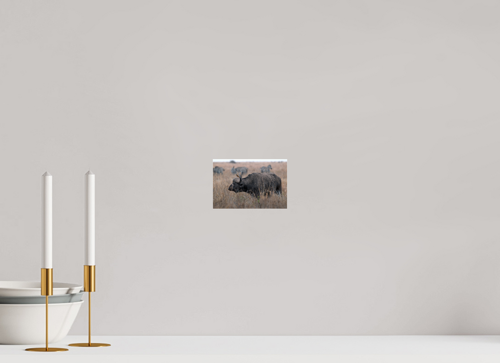15 x 10 cm, Photo Print Under Acrylic Glass African Buffalo