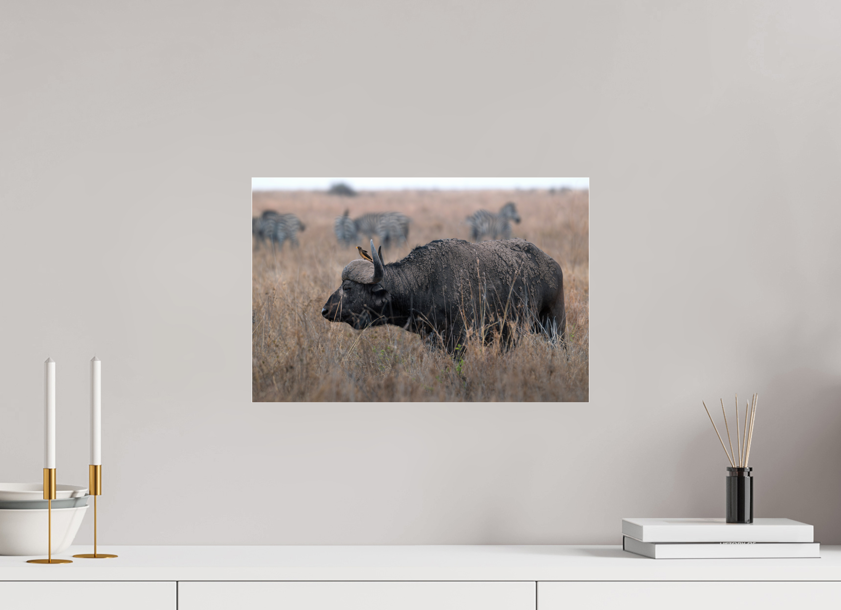 45 x 30 cm, Photo Print Under Acrylic Glass African Buffalo