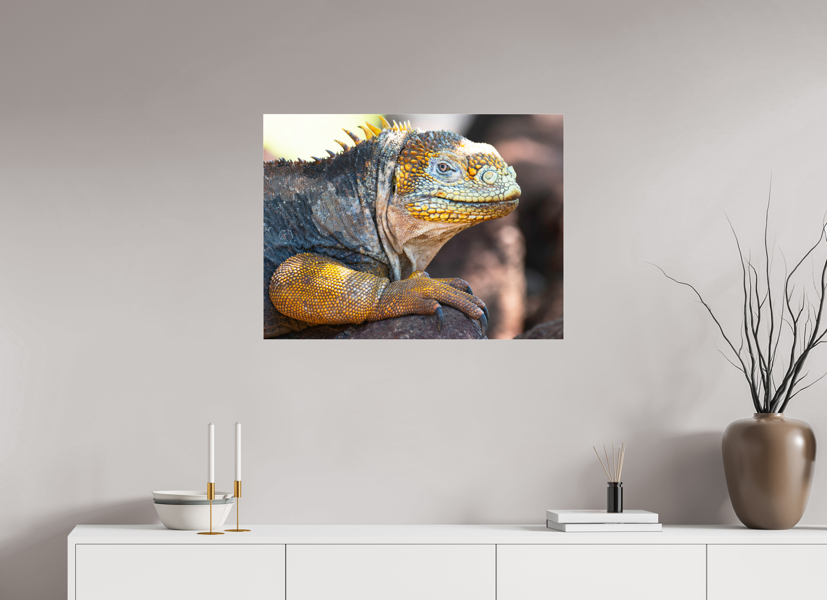 80 x 60 cm, Photo Print Under Acrylic Glass Galapagos Land Iguana (no frame)