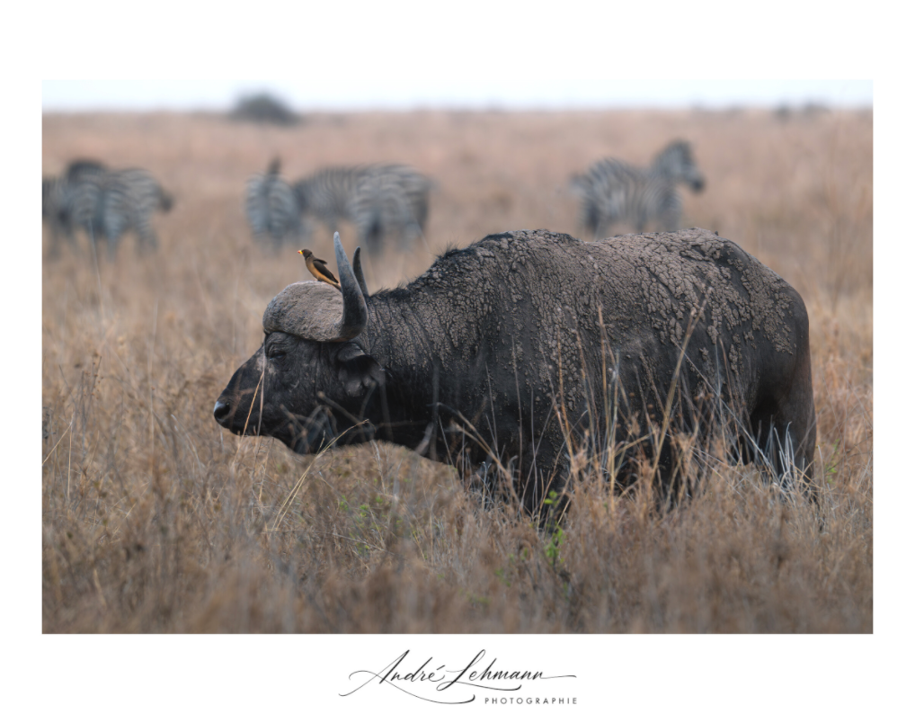 Main image African Buffalo (Alu Dibond)