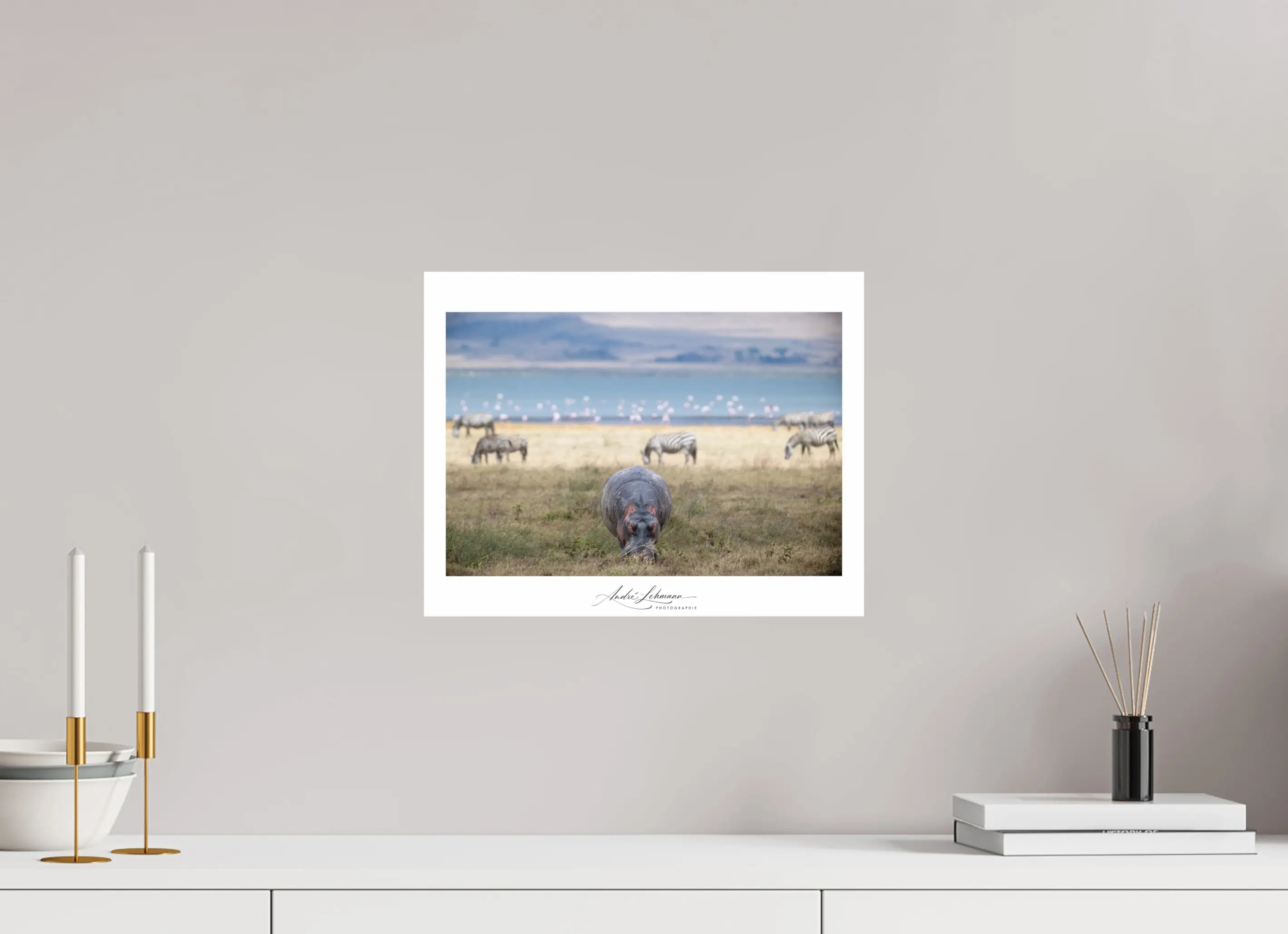 38.3 x 30 cm, Photo Print Under Acrylic Glass Hippo grazing