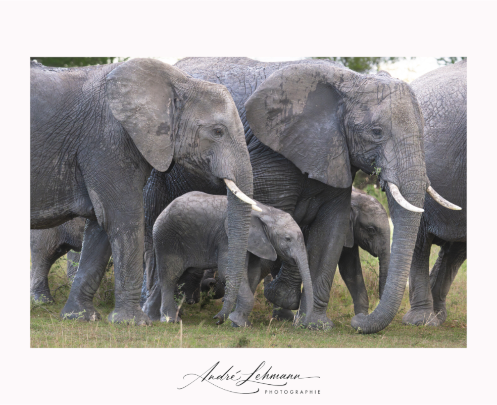 Main image Elephant calf