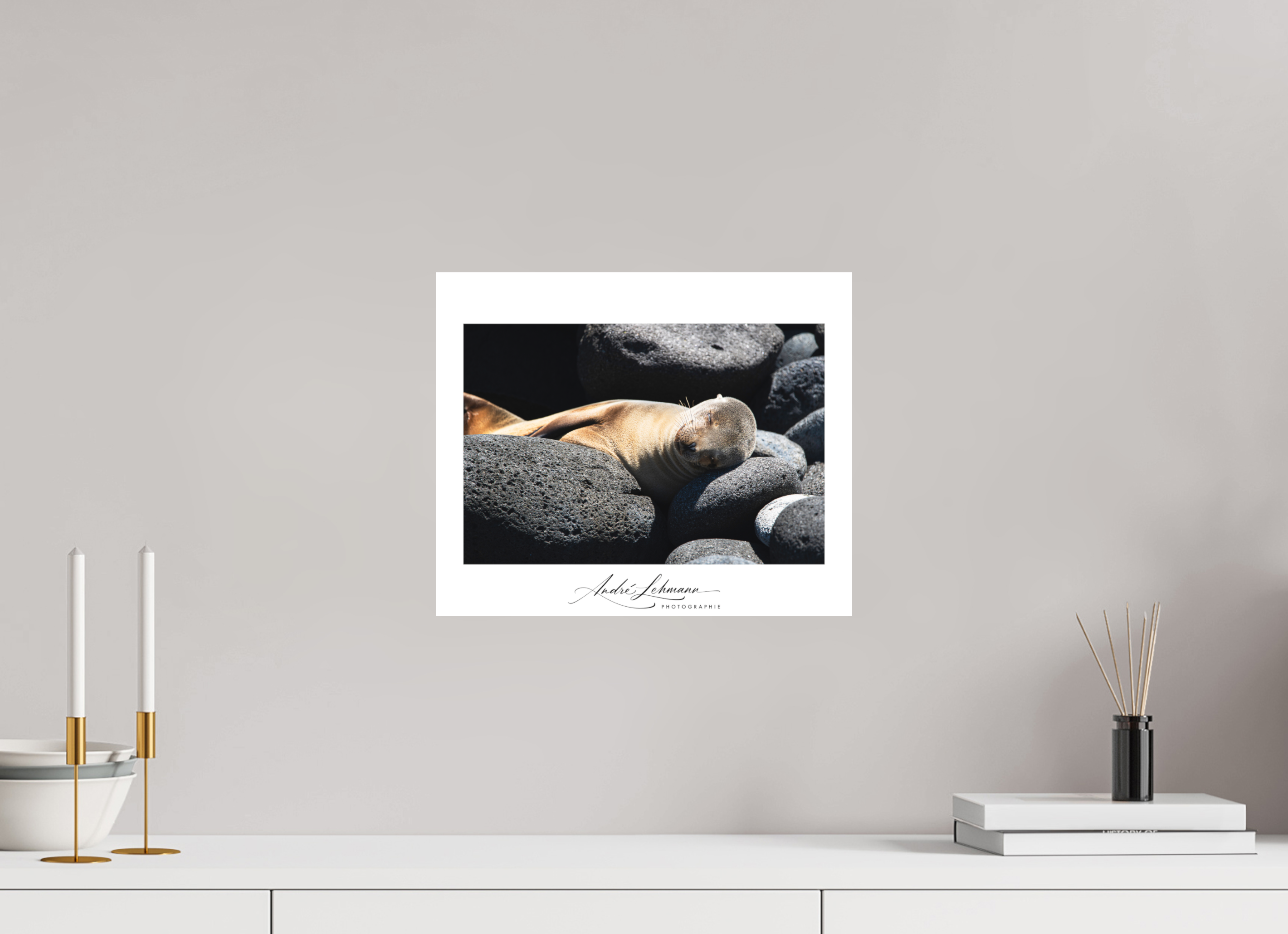 36.3 x 30 cm, Foto-Druck auf Alu-Dibond Galapagos Sea Lion