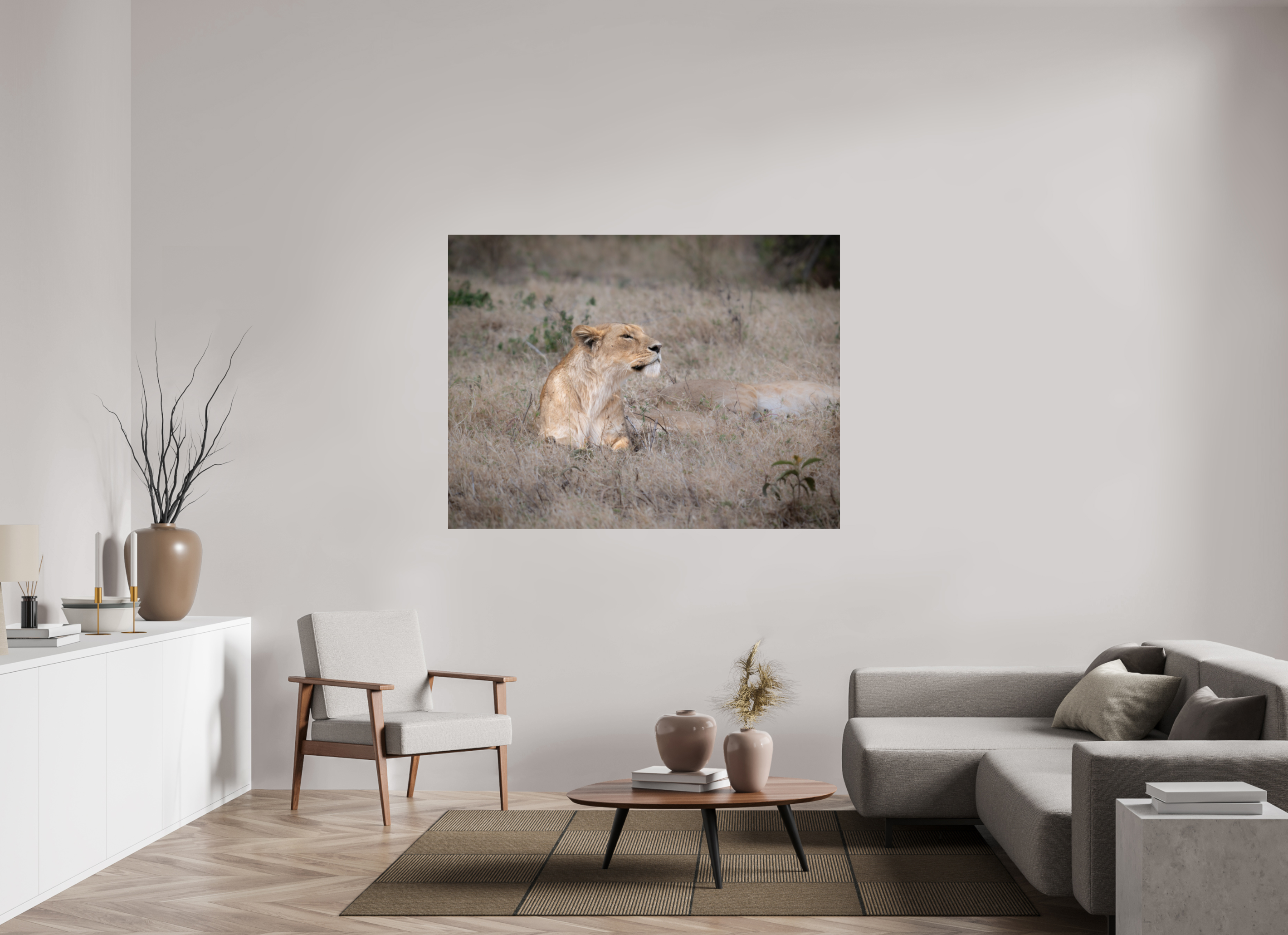 160 x 120 cm, Photo Print Under Acrylic Glass An attentive lioness (No frame)