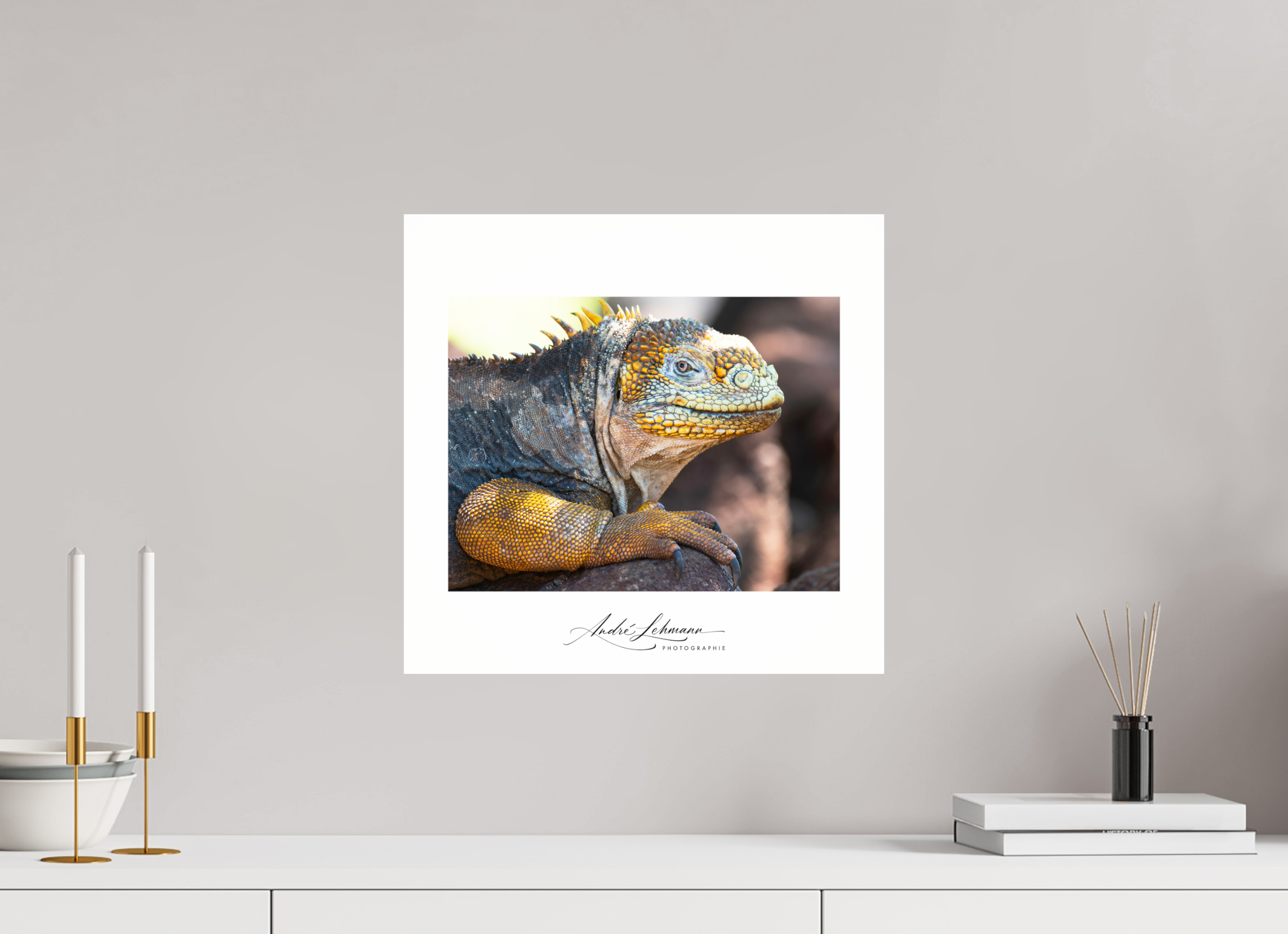 41.8 x 40 cm, Photo Print Under Acrylic Glass Galapagos Land Iguana