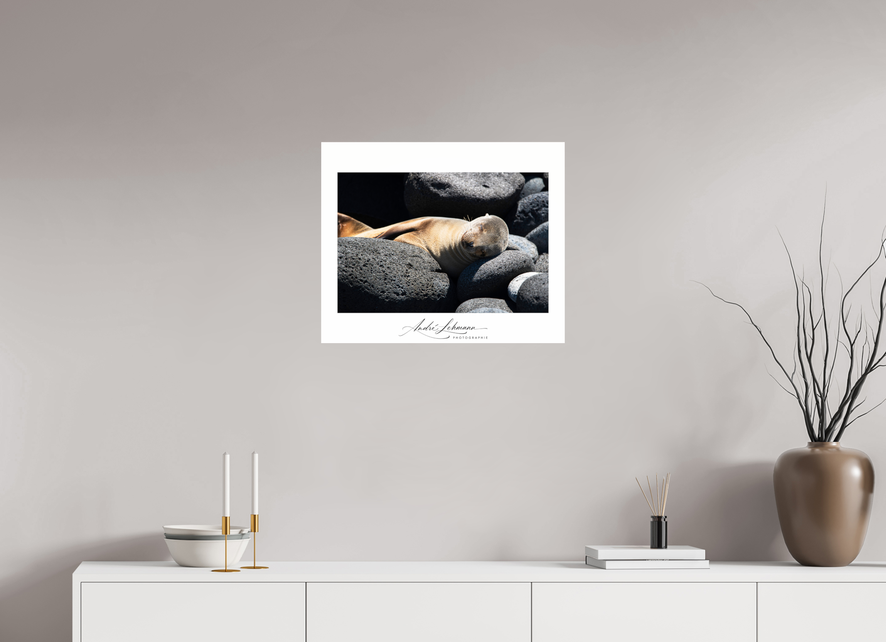 60.5 x 50 cm, Photo Print Under Acrylic Glass Galapagos sea lion