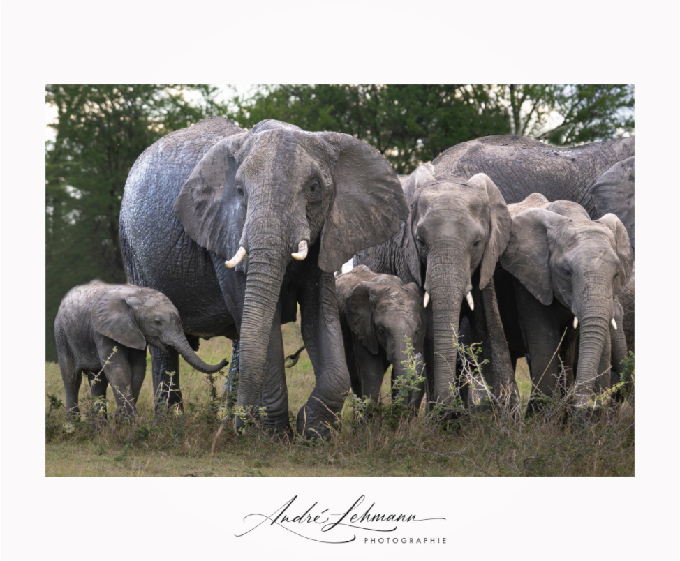 Main image Happy Elephant family