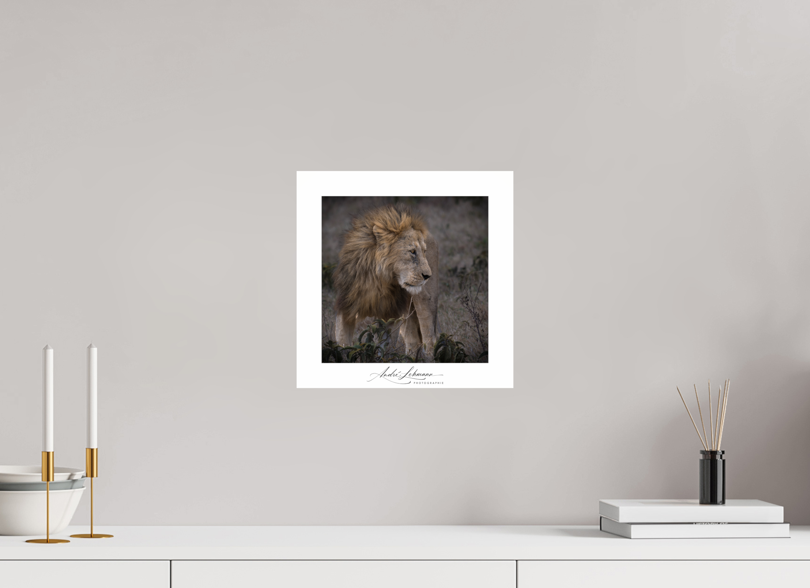 30 x 30 cm, Photo Print Under Acrylic Glass Male lion