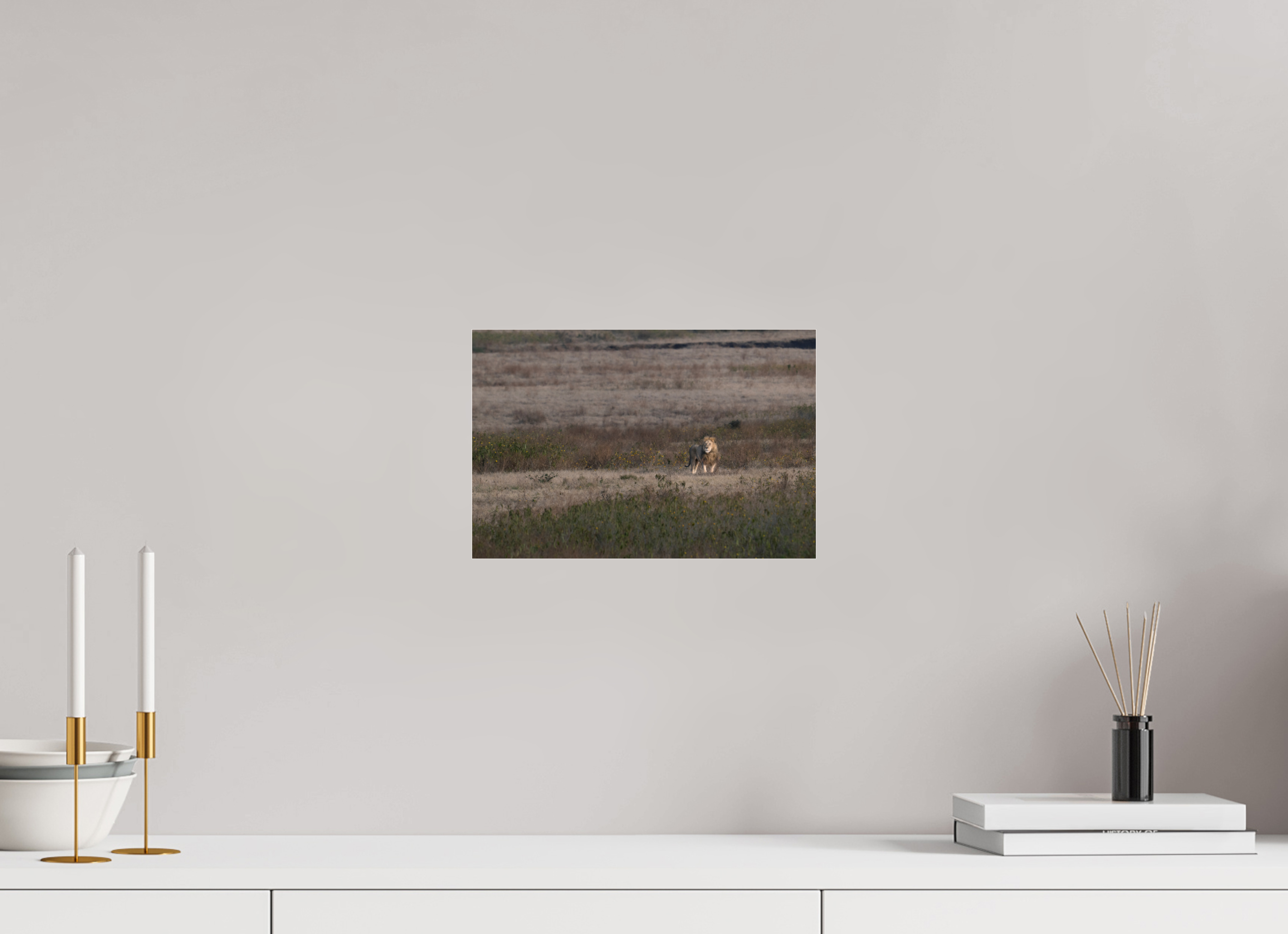30 x 20 cm, Photo Print Under Acrylic Glass A lion surveys its territory (no frame)