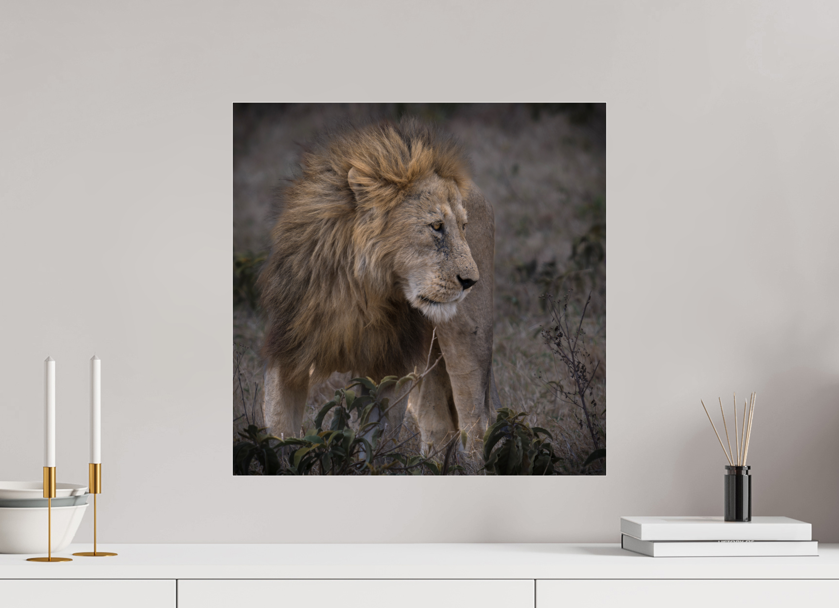50 x 50 cm, Photo Print Under Acrylic Glass Male lion