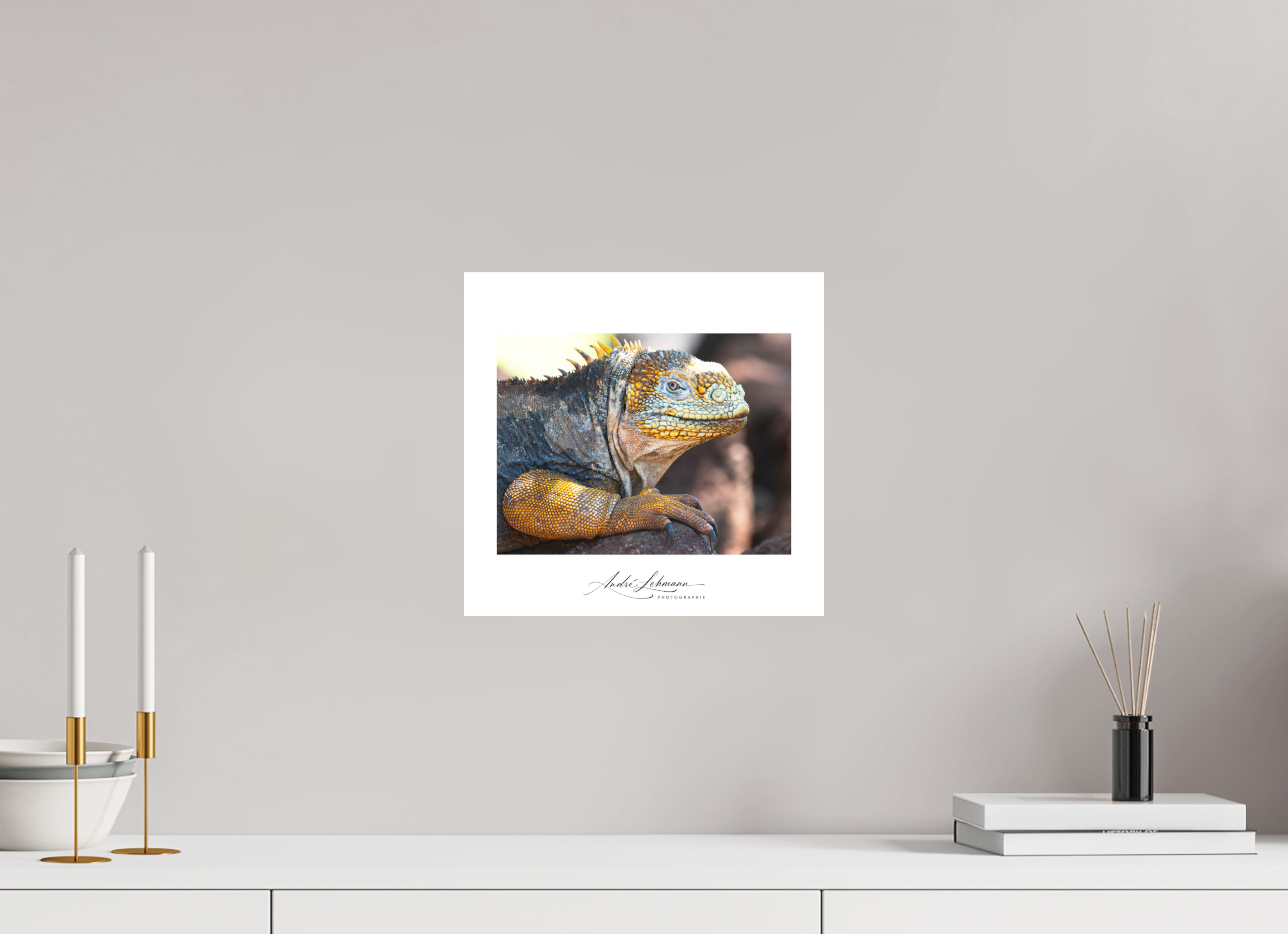 31.4 x 30 cm, Foto-Druck auf Alu-Dibond Galapagos Land Iguana
