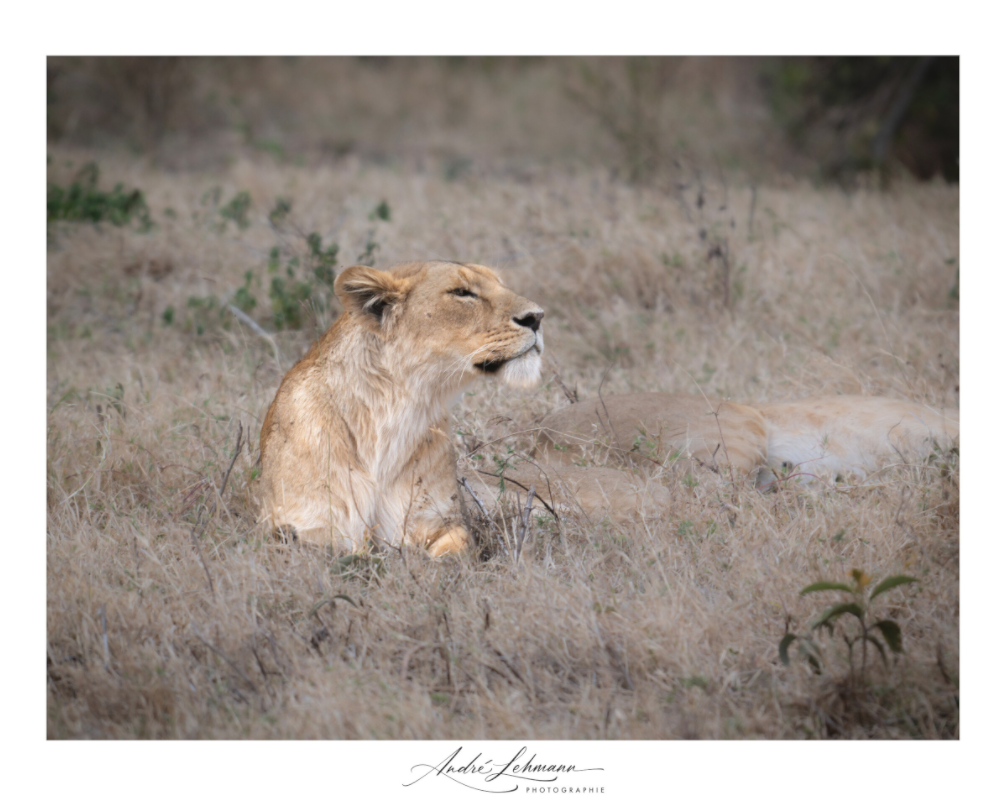 Main image An attentive lioness (Alu Dibond)