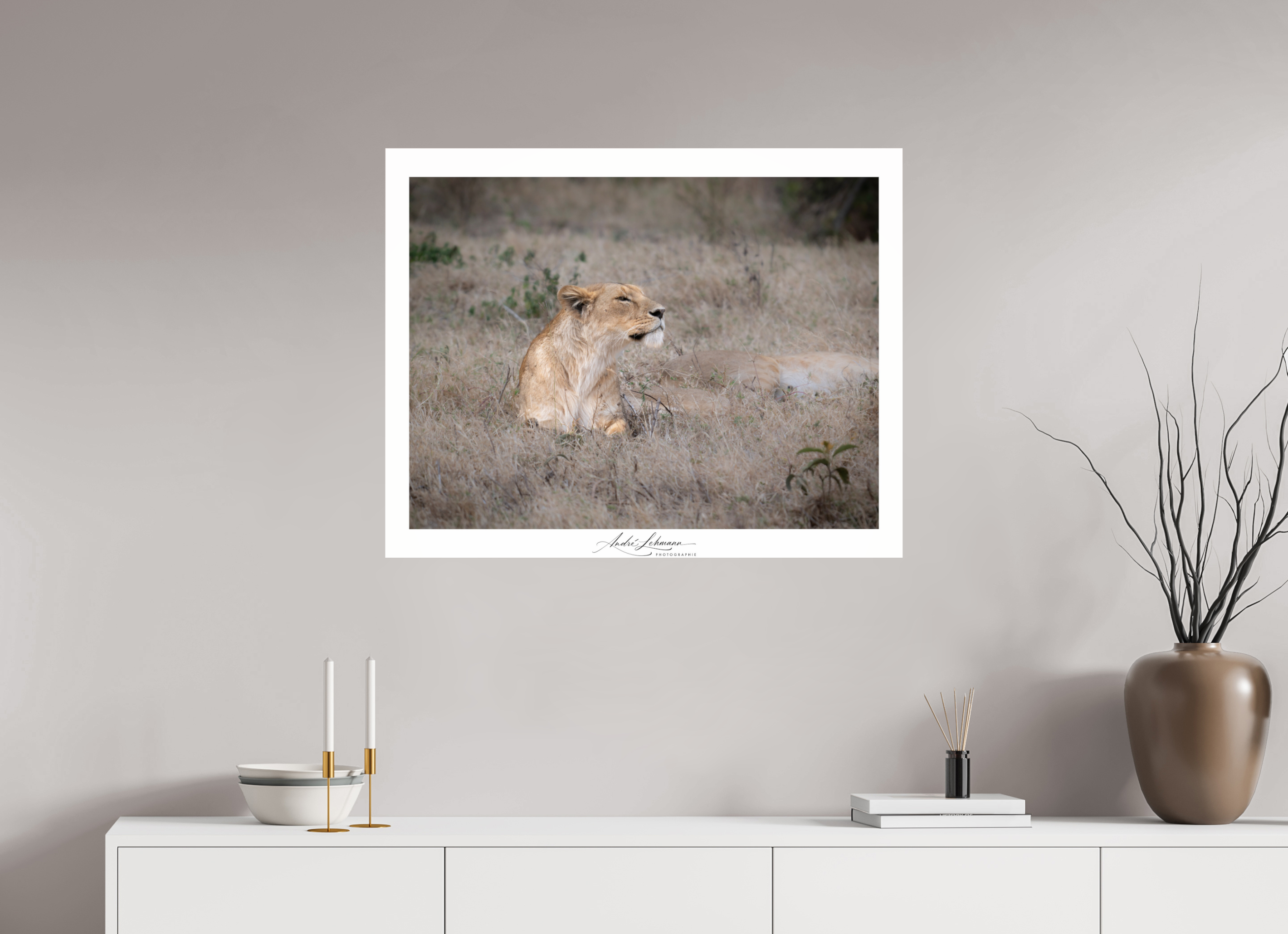 88.4 x 70 cm, Photo Print Under Acrylic Glass An attentive lioness