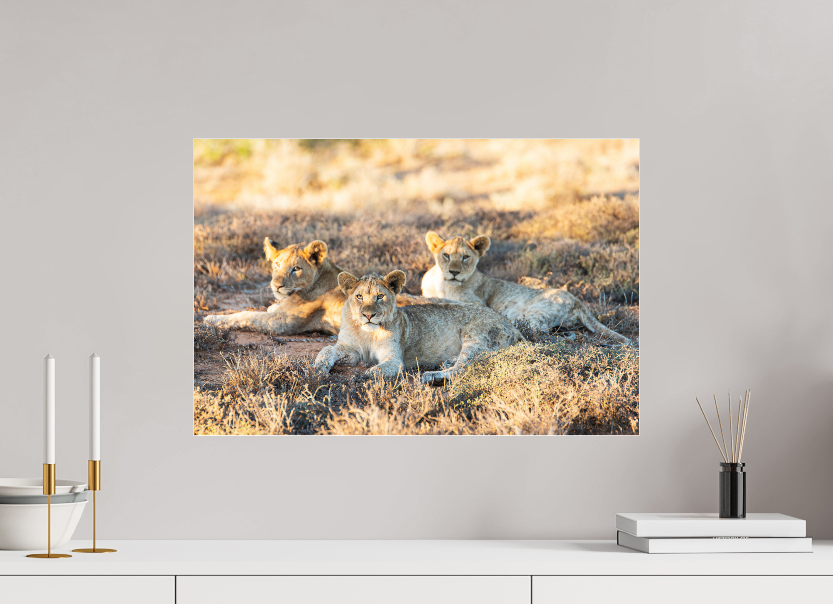 60 x 40 cm, Photo Print Under Acrylic Glass Lion cubs (no frame)