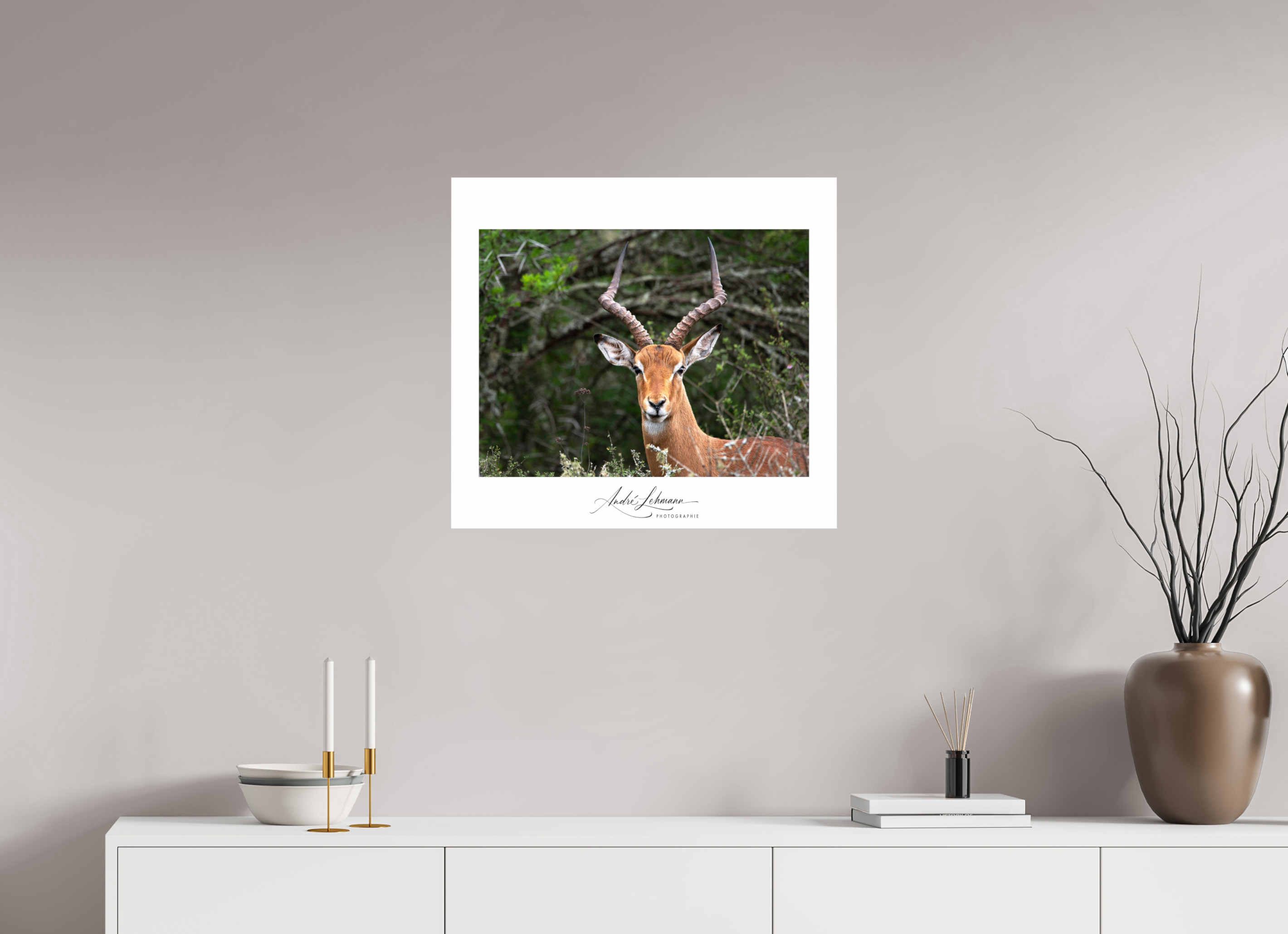 65.9 x 60 cm, Photo Print Under Acrylic Glass Impala