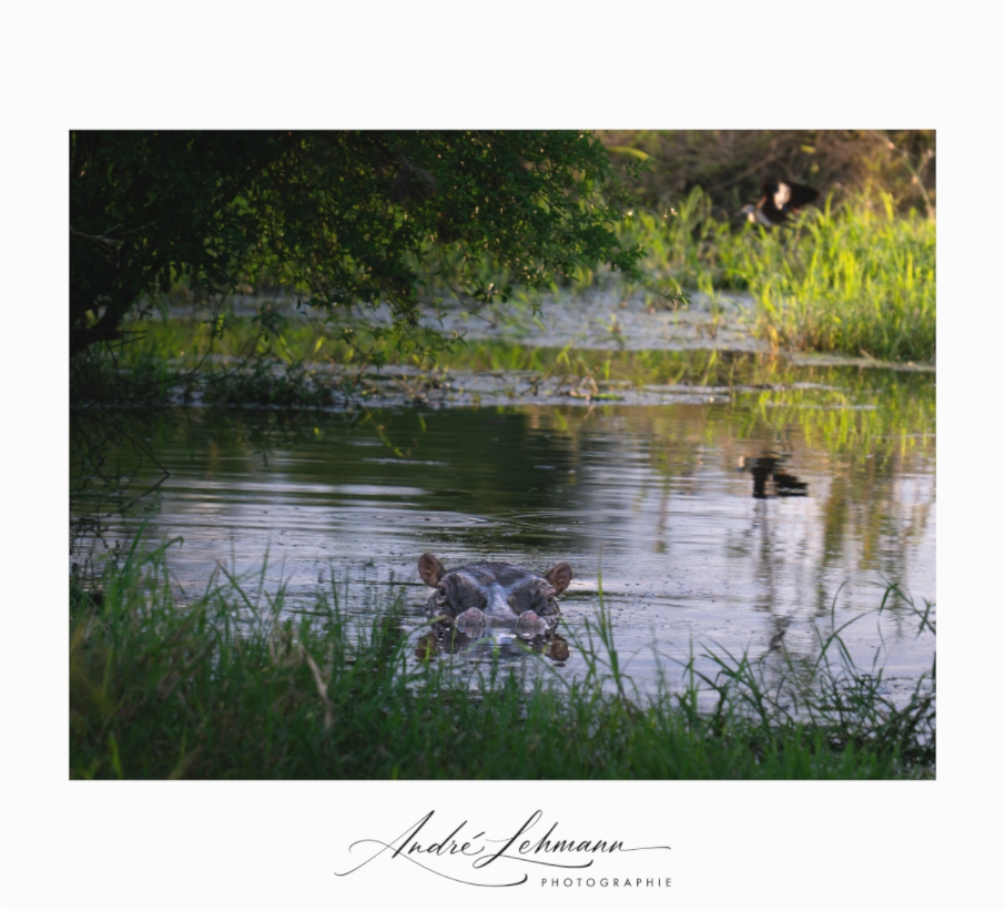 Main image Hippo in the pond (Alu dibond)
