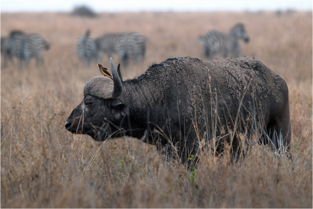Main image African Buffalo