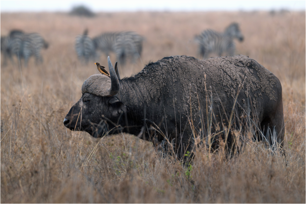 Main image African Buffalo