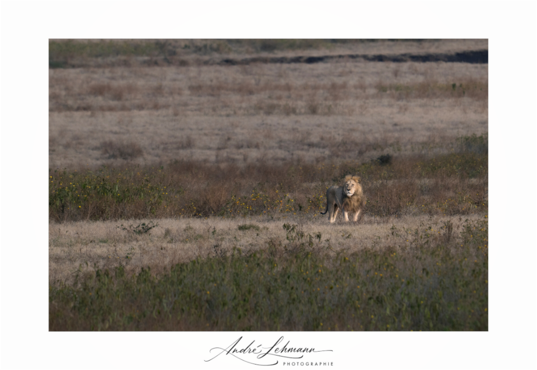 Main image A lion surveys its territory