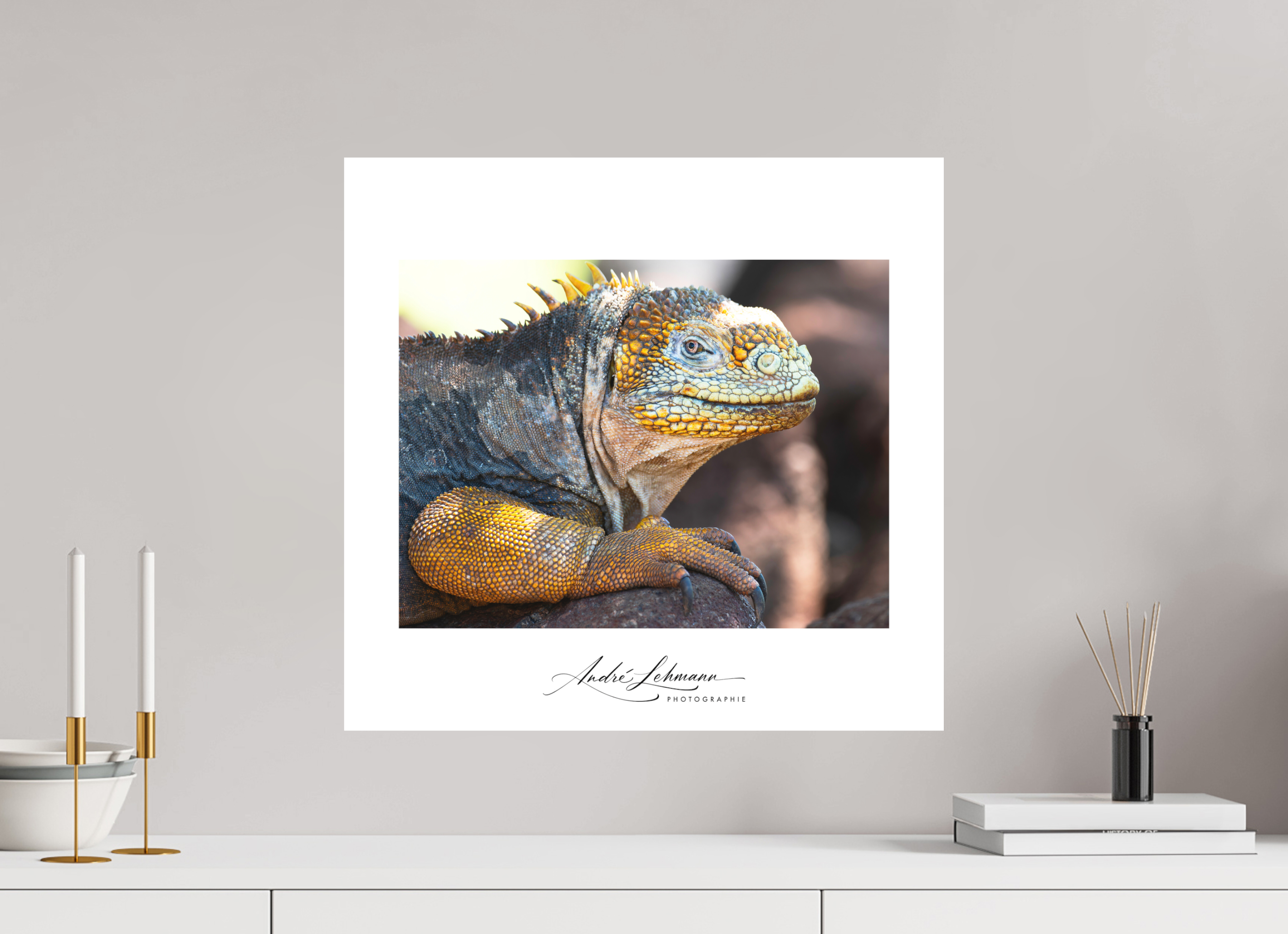 52.3 x 50 cm, Foto-Druck auf Alu-Dibond Galapagos Land Iguana
