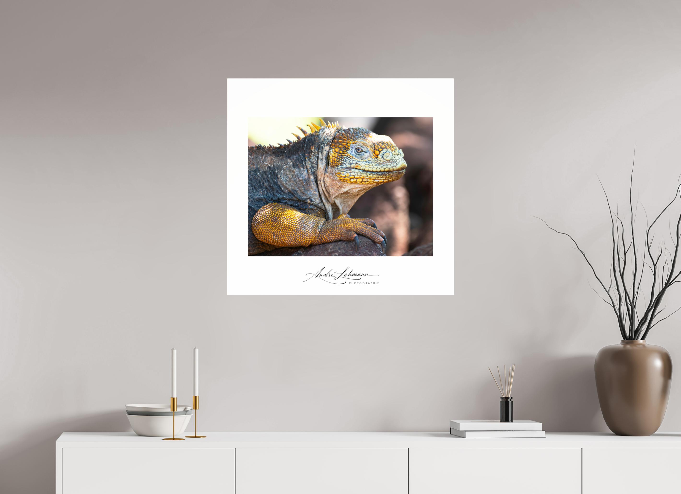 73.2 x 70 cm, Photo Print Under Acrylic Glass Galapagos Land Iguana