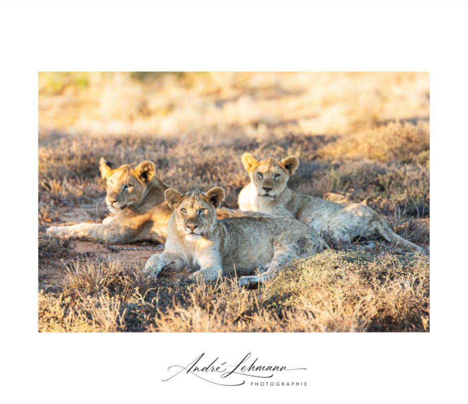 Main image Lion Cubs