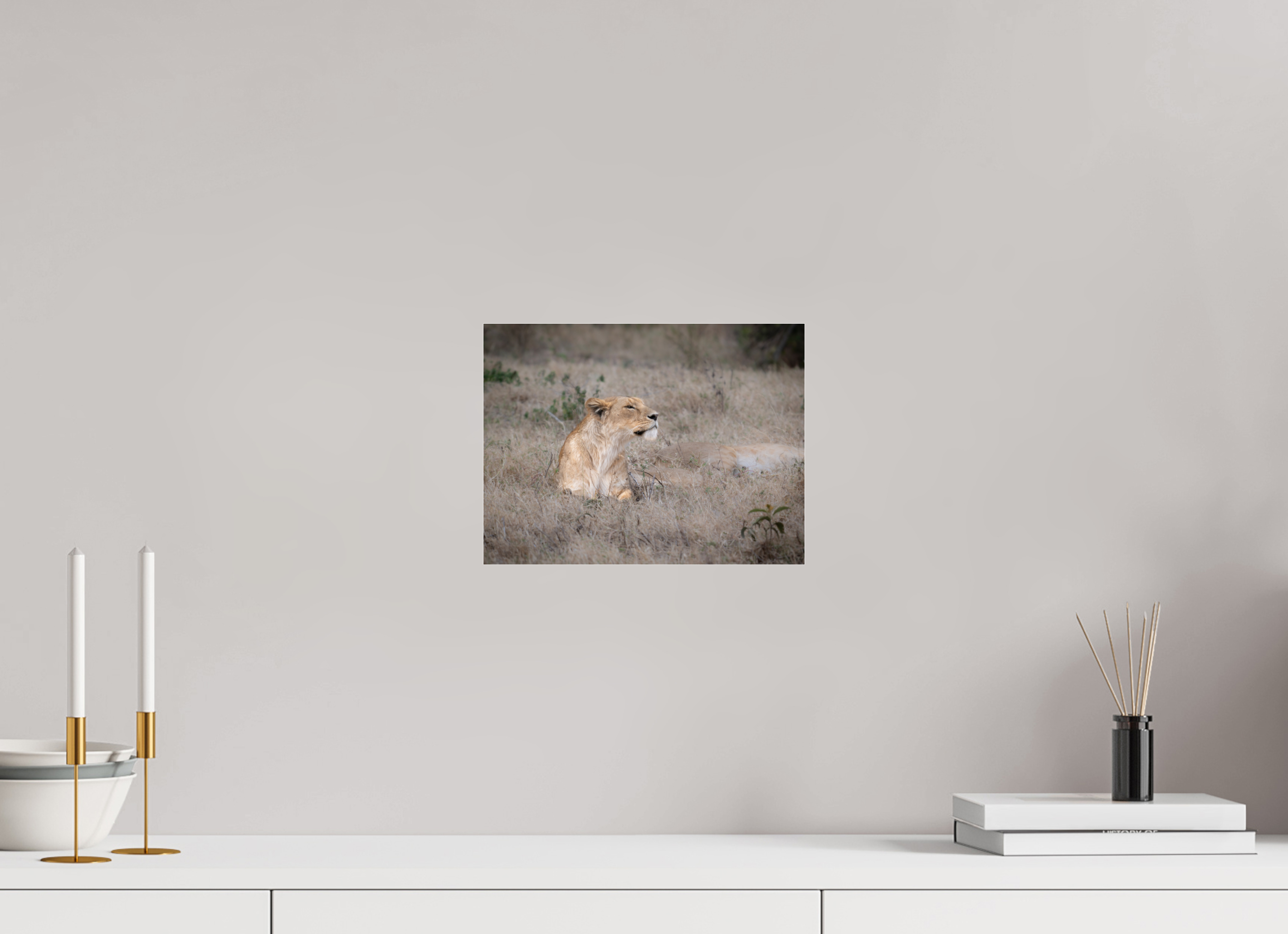 28 x 21 cm, Photo Print Under Acrylic Glass An attentive lioness (No frame)