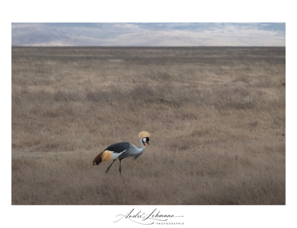 Main image Grey crowned Crane (Alu Dibond)