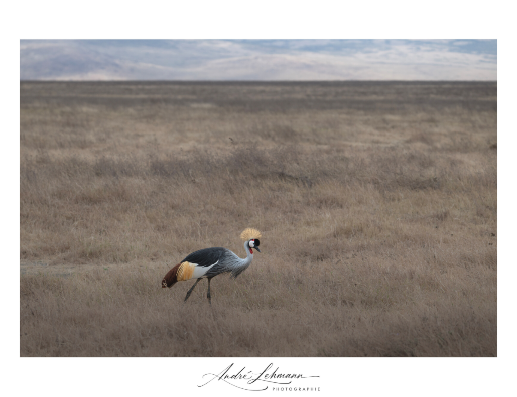 Main image Grey crowned Crane (Alu Dibond)