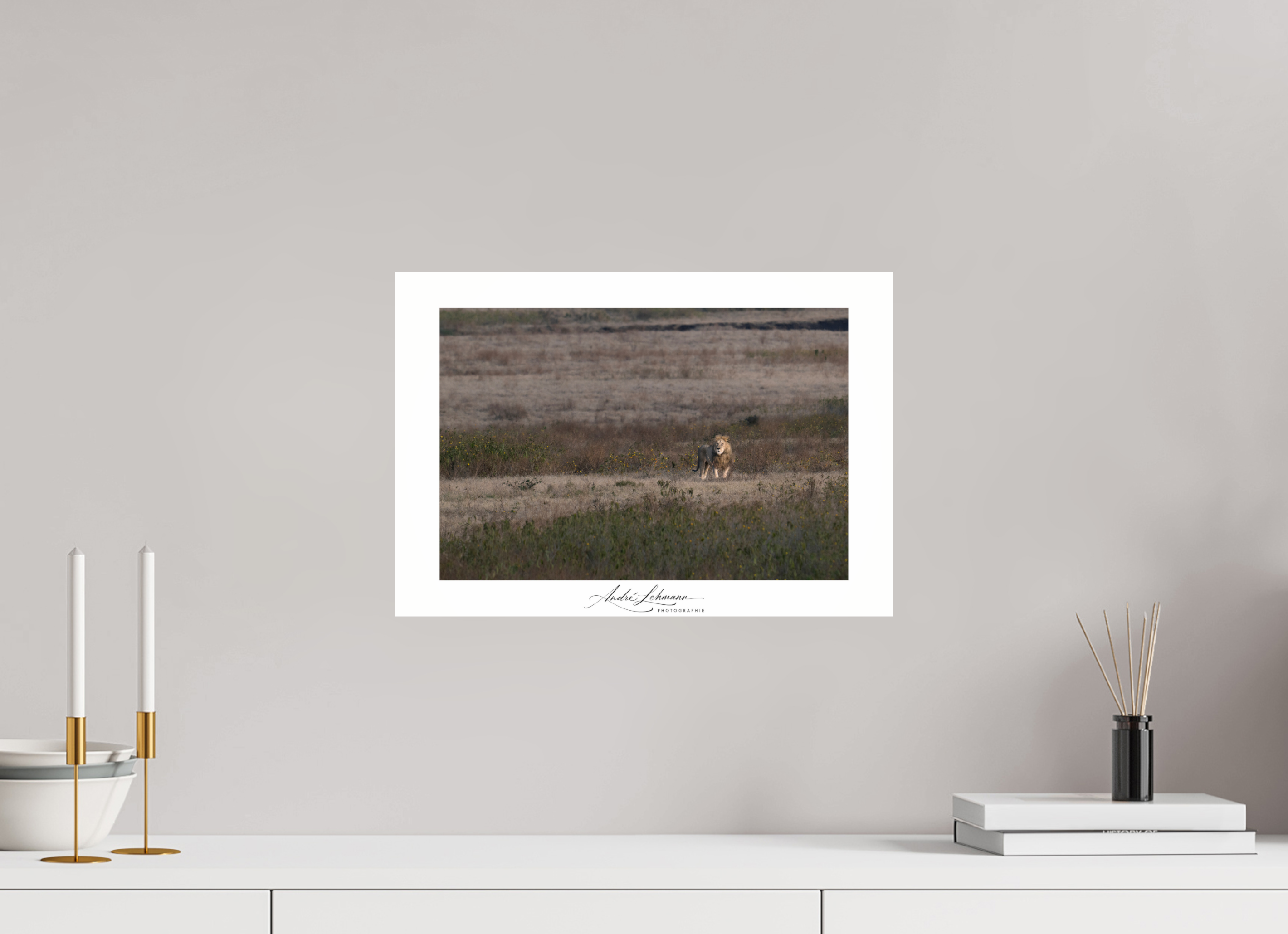 43.4 x 30 cm, Photo Print Under Acrylic Glass A lion surveys its territory