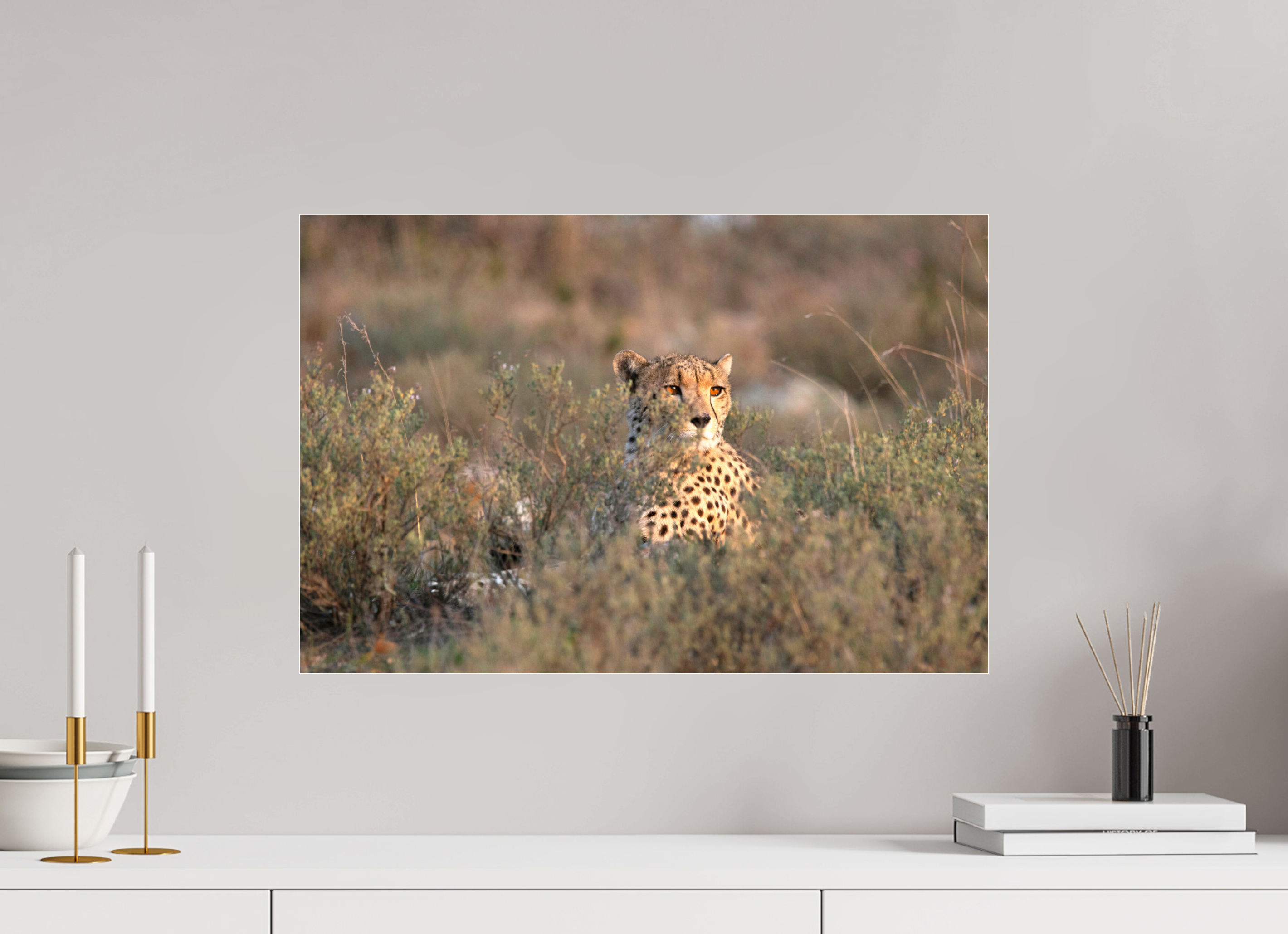 60 x 40 cm, Photo Print Under Acrylic Glass Cheetah in the grass (no frame)
