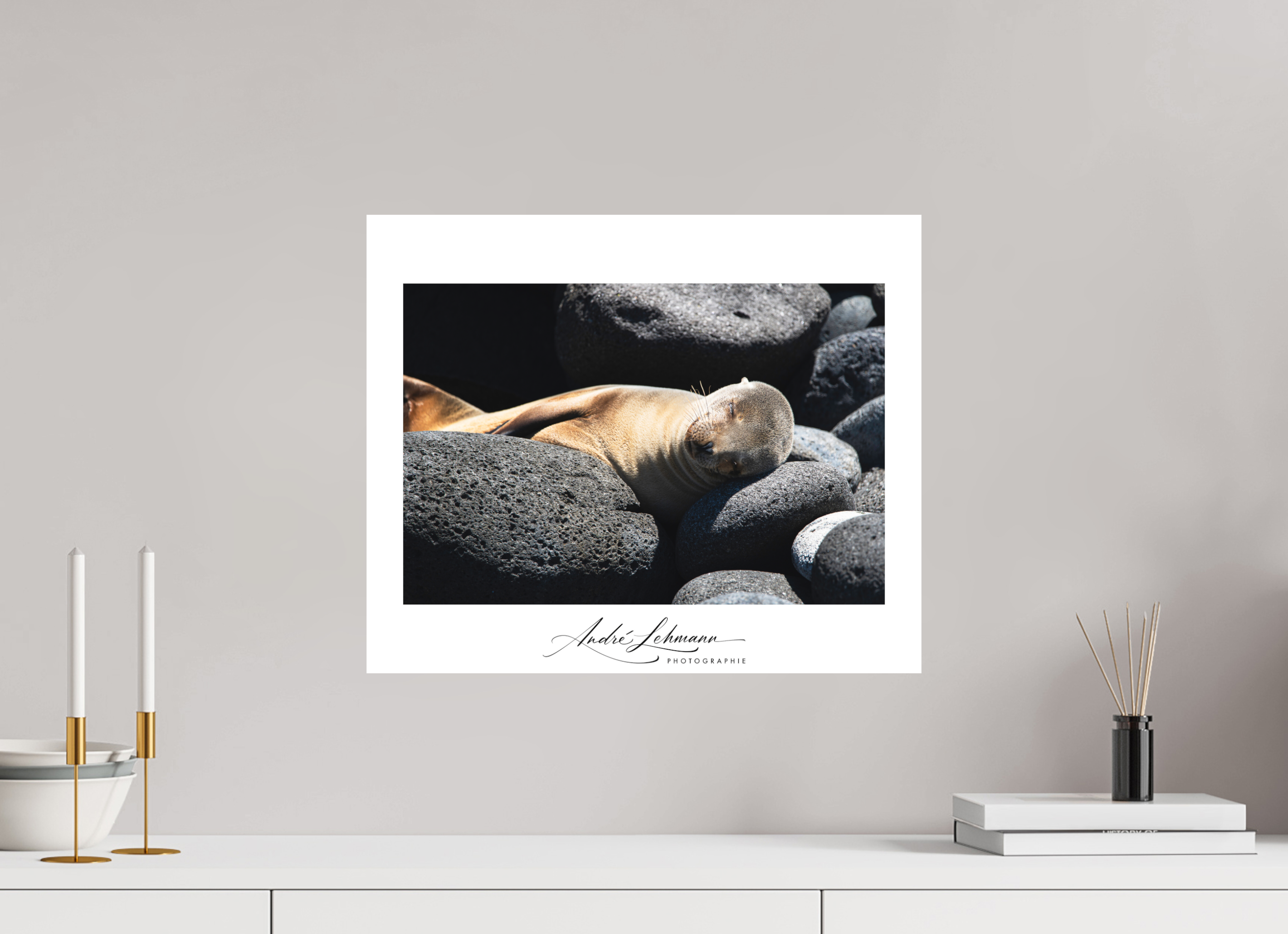 48.4 x 40 cm, Foto-Druck auf Alu-Dibond Galapagos Sea Lion