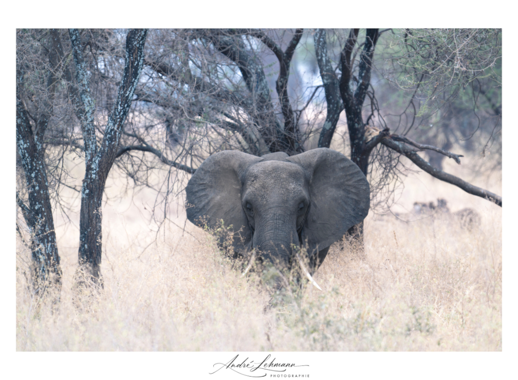 Main image African Elephant