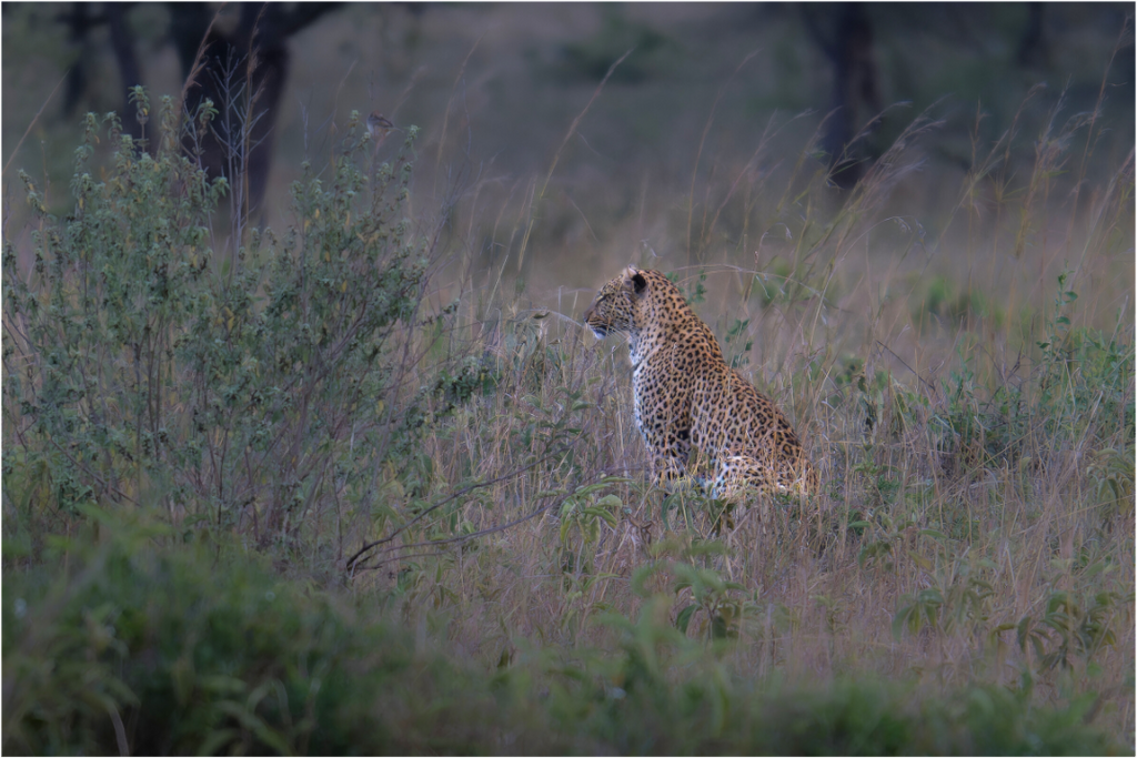 Main image Leopard in high grass (no frame)