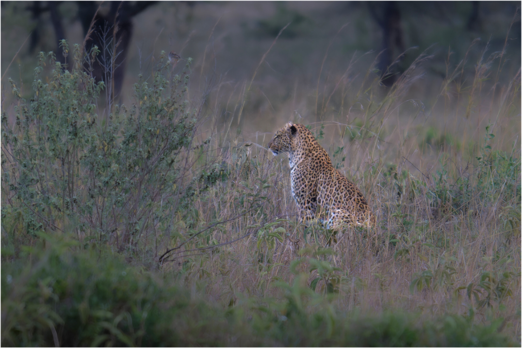 Main image Leopard in high grass (no frame)