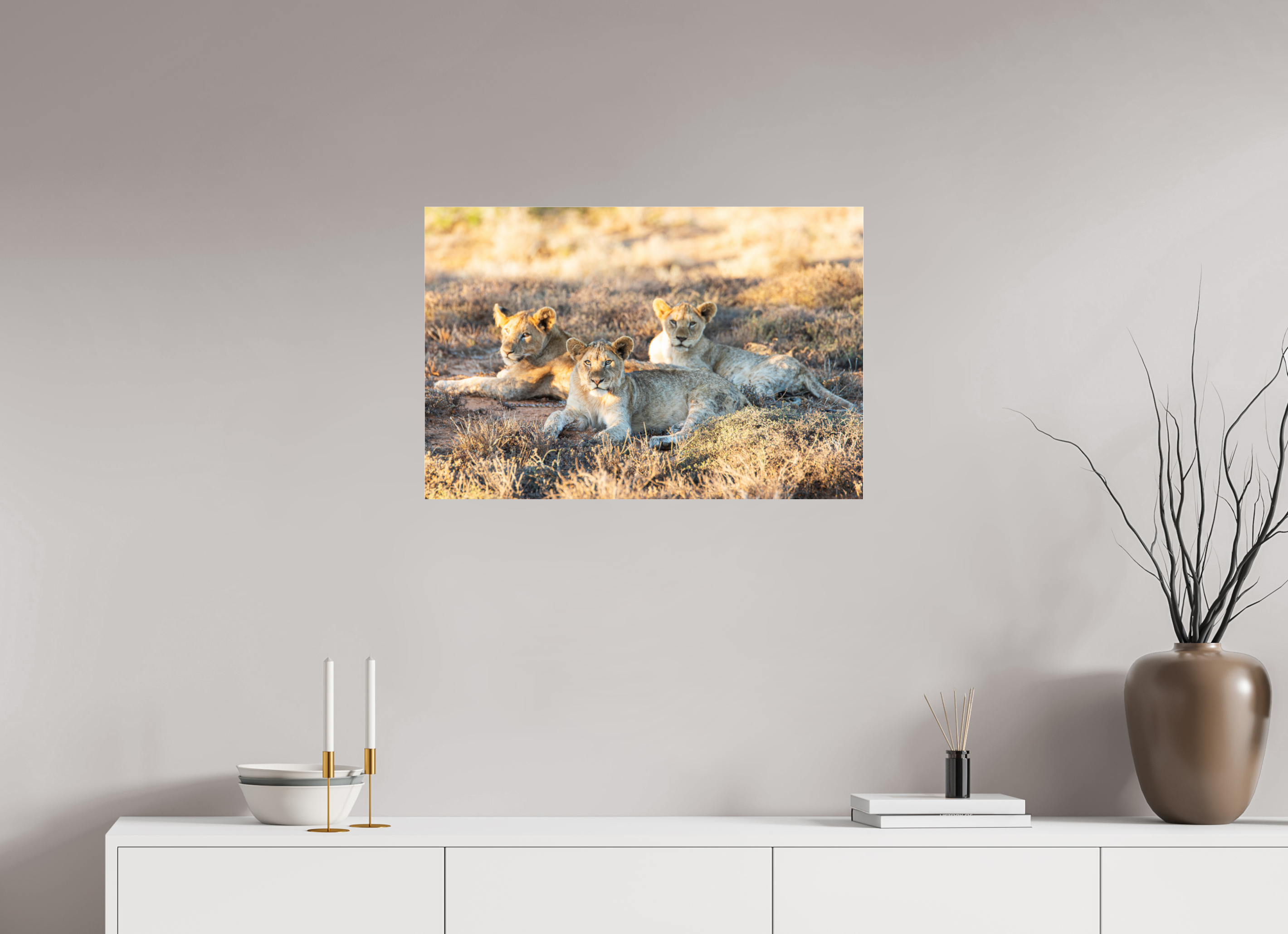 75 x 50 cm, Photo Print Under Acrylic Glass Lion cubs (no frame)