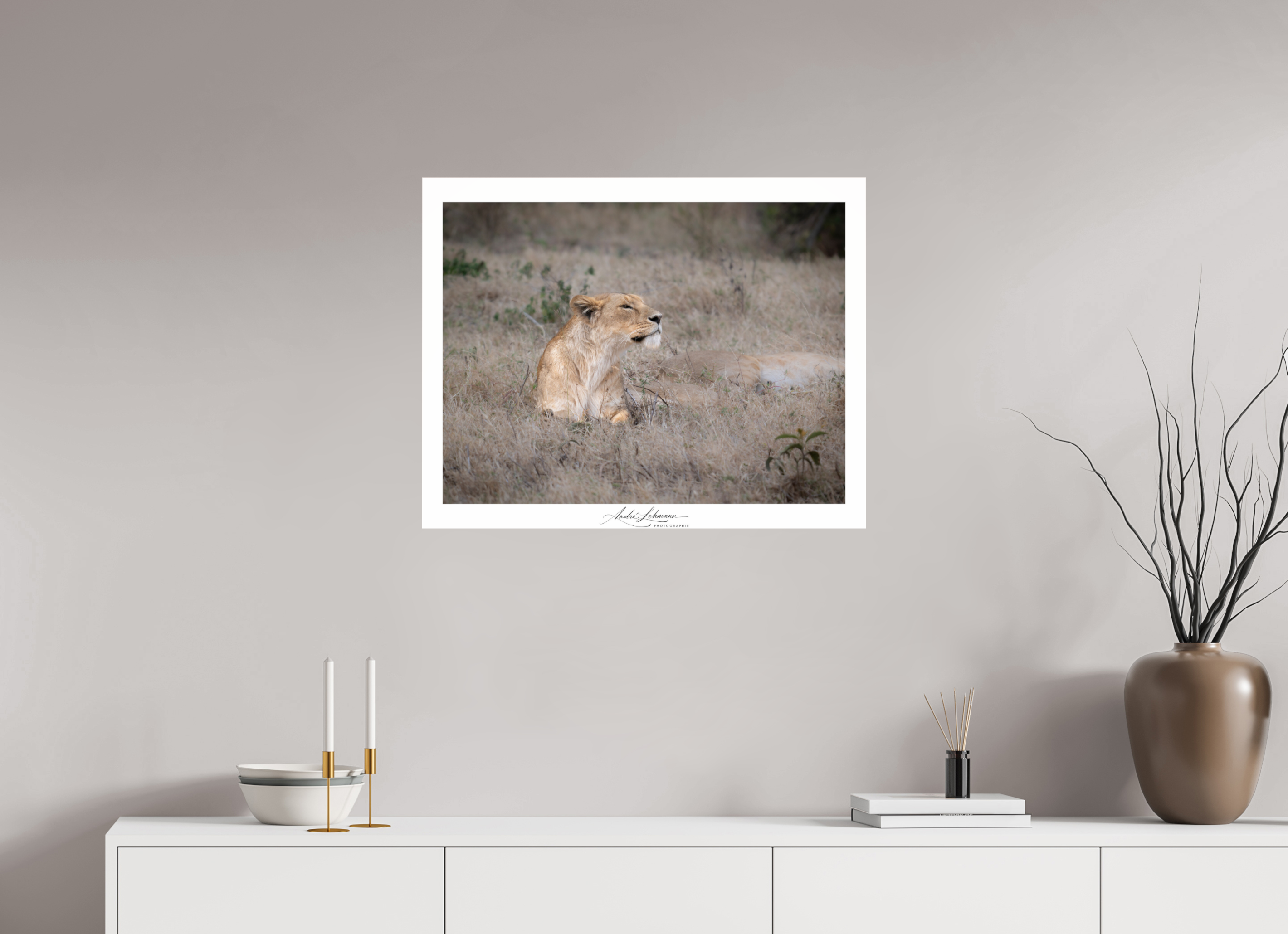 75.8 x 60 cm, Photo Print Under Acrylic Glass An attentive lioness