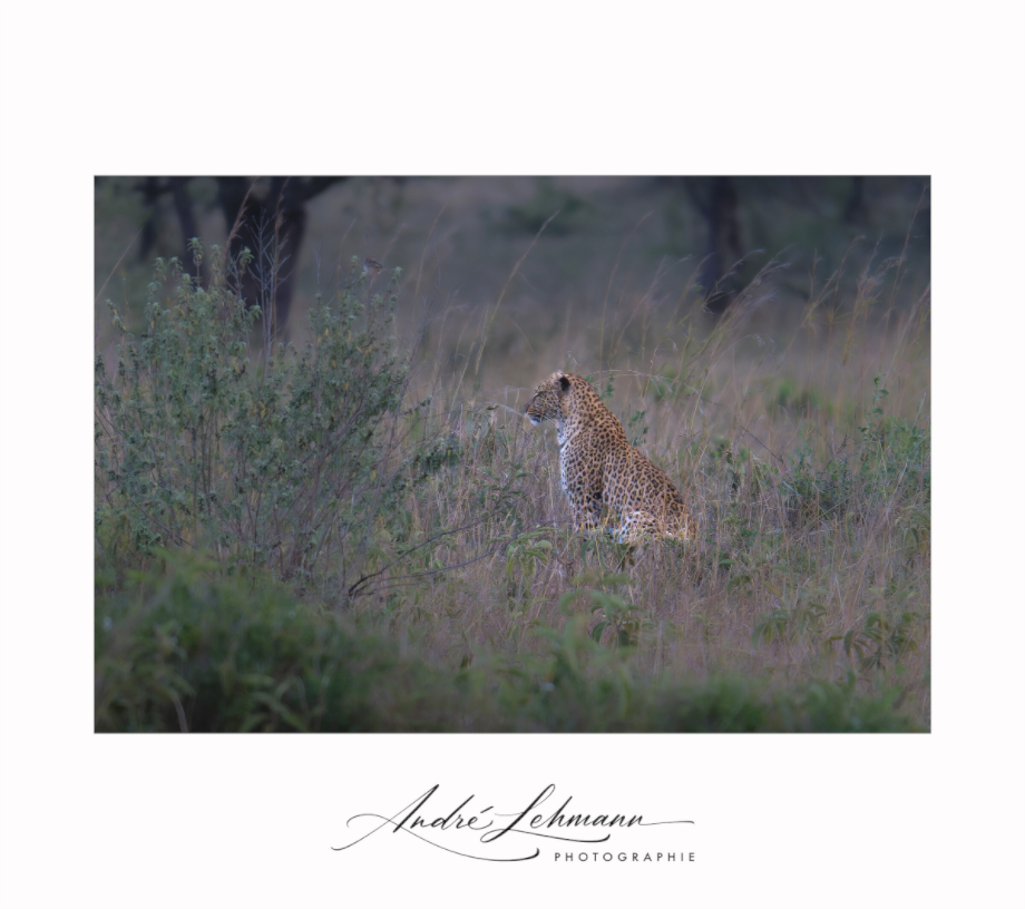 Main image Leopard in high grass