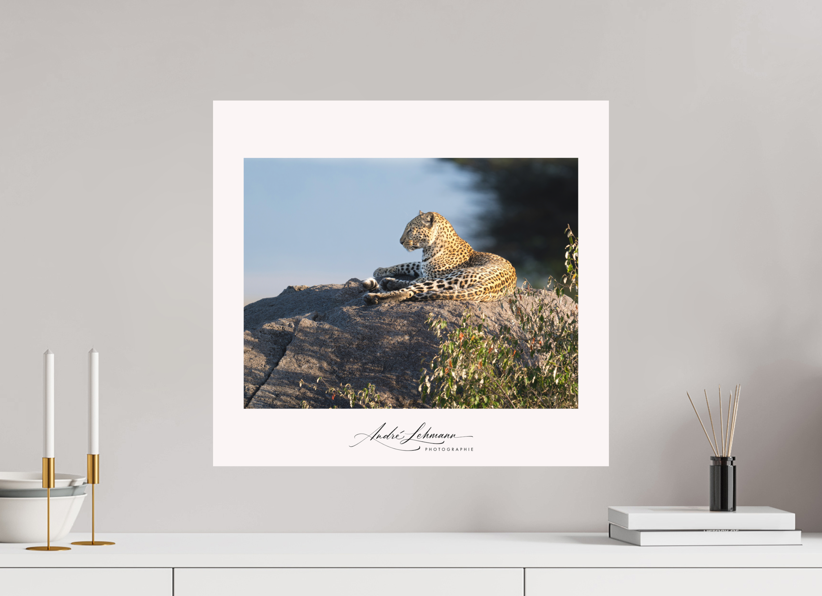 54.1 x 50 cm, Foto-Druck auf Alu-Dibond Leopard scanning the horizon (Alu dibond)