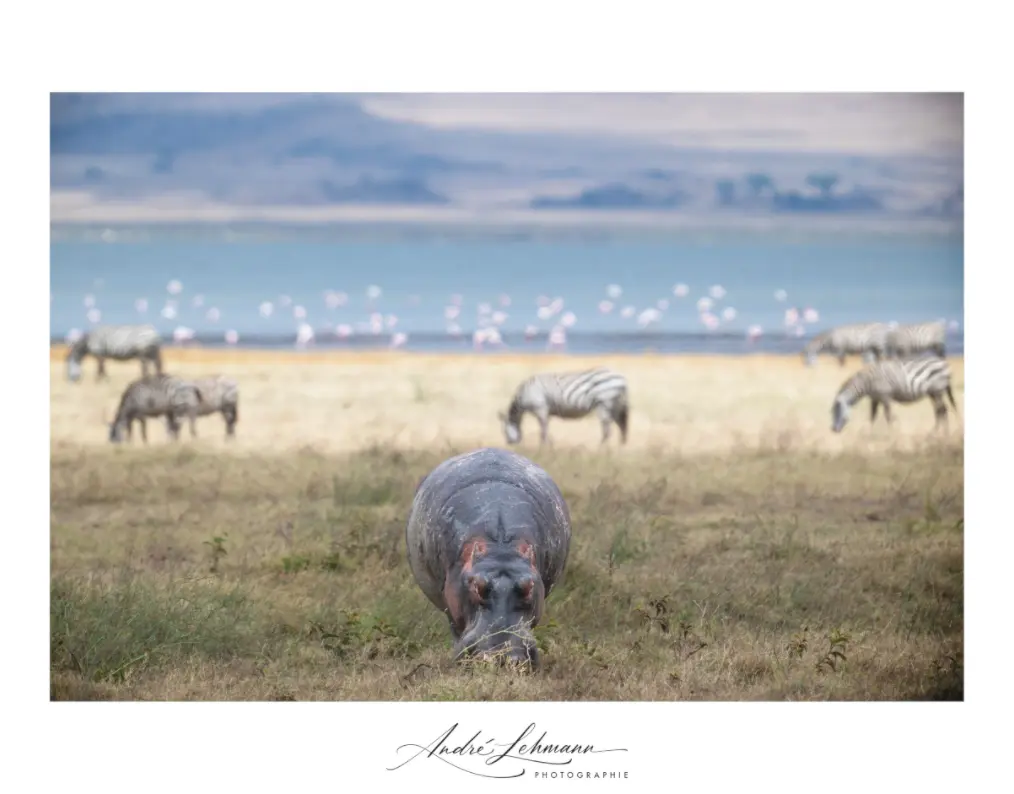 Main image Hippo granzing (Alu dibond)