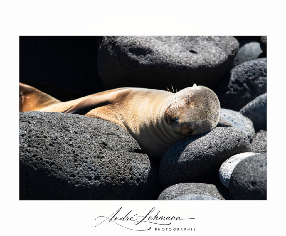 Main image Galapagos sea lion